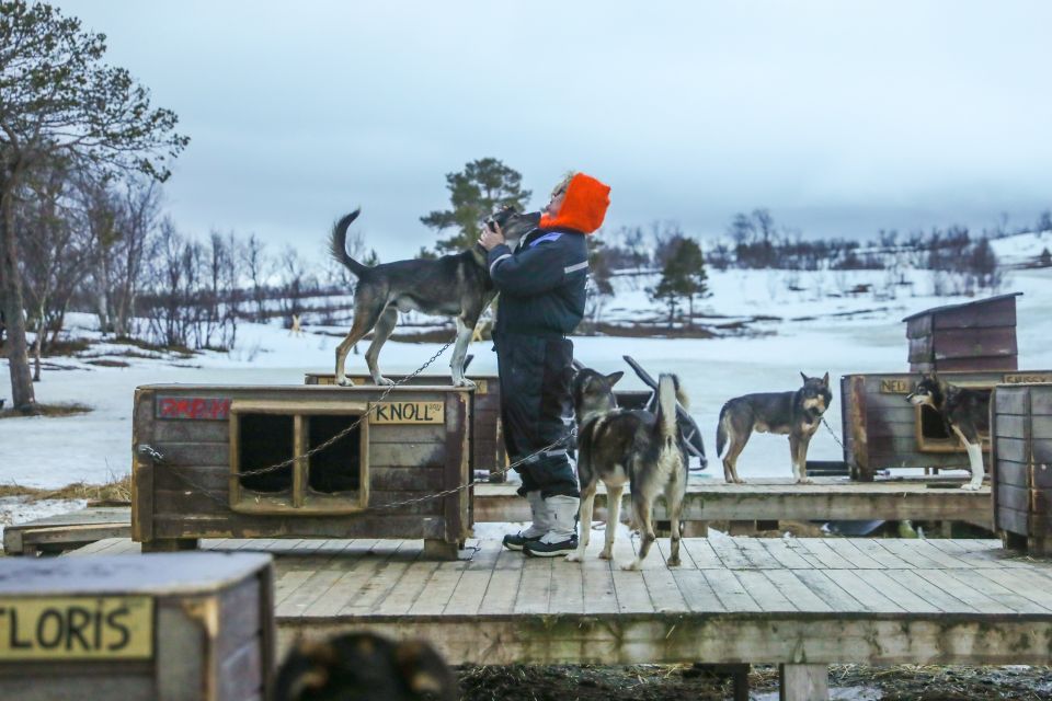 Tromsø: Husky Sled Self-Drive With Traditional Lunch - Scenic Arctic Landscapes