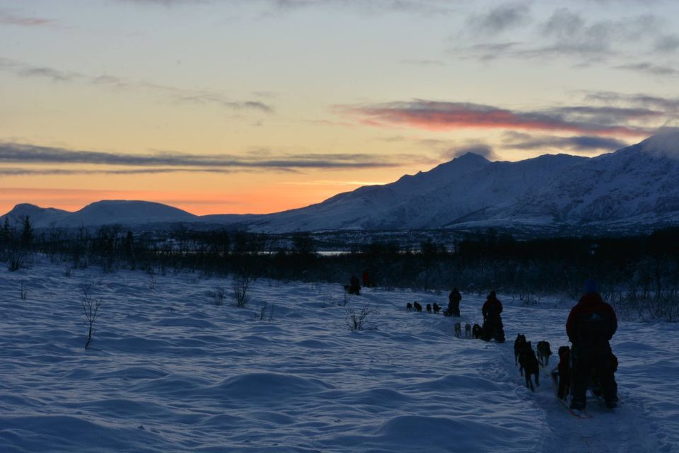 Tromsø: Self-Drive Husky Dog Sledding Adventure - Pricing and Booking