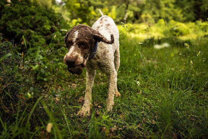 Truffle Hunting at Meteora - Included in the Tour