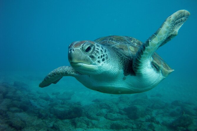 Try Scuba Diving in a Turtle Area (Boat) - Pre-Dive and Post-Dive Restrictions