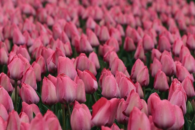 Tulipfields of Holland Tour - Cancellation Policy