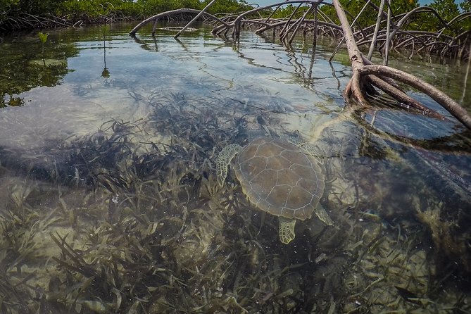 Turtle Eco Tour on Stand-Up Paddleboards or Kayaks Into the National Marine Park - Booking and Preparation