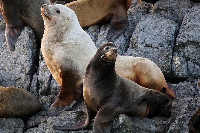 Victoria Marine Wildlife Tour - Tour Highlights