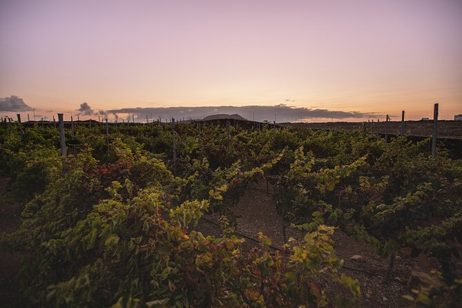 Vineyard Tour With Wine and Cheese Tasting in Fuerteventura - Accessibility and Policies