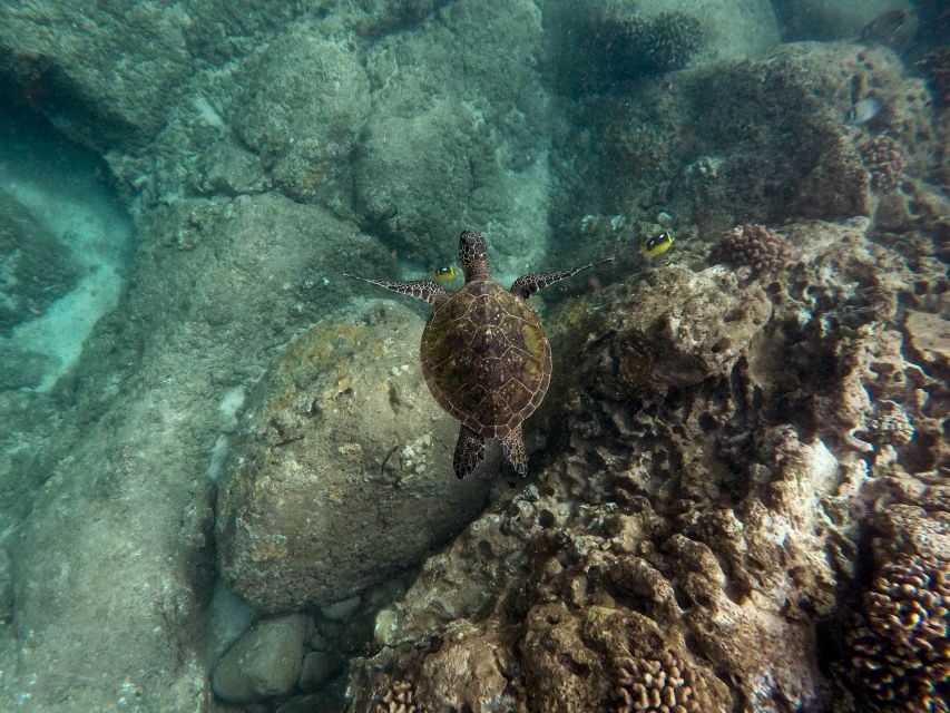 Wailea: Turtle Town Snorkeling Trip With Photo and Video - Frequently Asked Questions