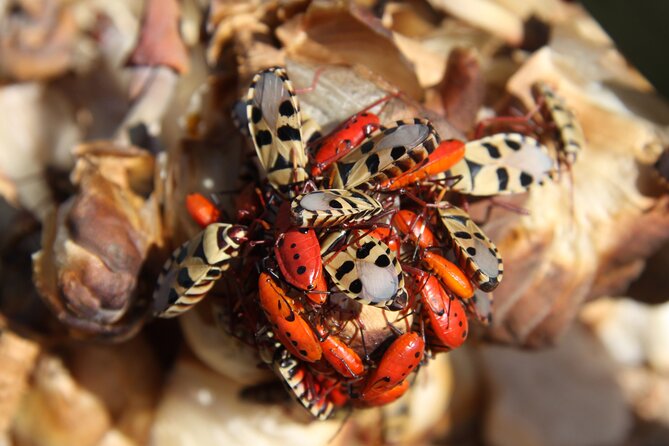 Welwitschia Tour From Swakopmund - Transportation and Logistics