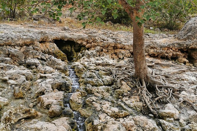 West Salalah, Al Mughsail Beach, White Beach, Frankincense Tree (Half Day Tour) - Meeting and Pickup