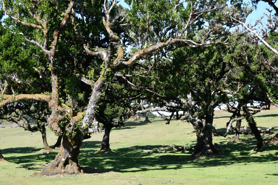 West Tour Madeira by Overland - Fanal Forest