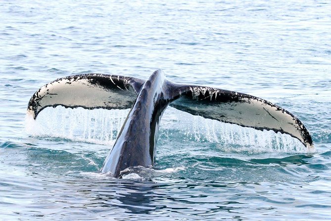 Whale and Puffin Watching Around Skjálfandi Bay From Husavik - Discounts and Offers