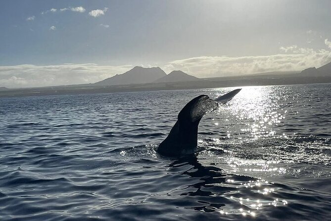 Whale Dream Ltd - Whale Watching and Swim With Dolphins - Cancellation Policy