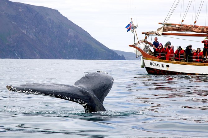 Whale Watching on a Traditional Oak Sailing Ship From Husavik - Cancellation and Refund Policy