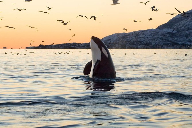 Whale Watching Rib Tour - Self Transfer - Highlights of the Tour