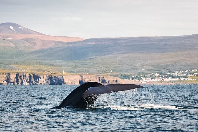 Whales and Puffins Tour From Husavik - Wildlife Sightings