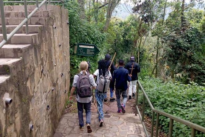 1 Day Canopy Walk Adventure in Nyungwe Forest National Park - Physical Fitness Requirements