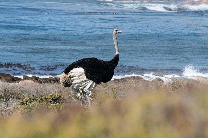 1 Day Cape Point and Constantia Wine Tour With Private Transfers - Exploring Cape Point