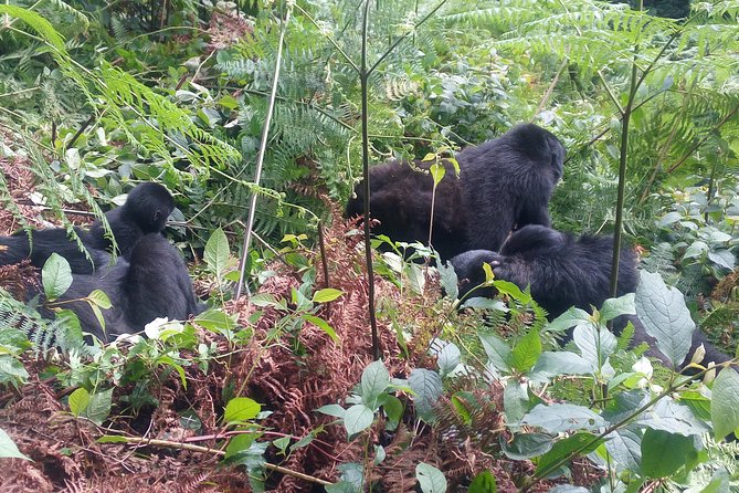 10 Days Uganda Gorilla & Chimpanzee Trekking Safari - Visa and Fees