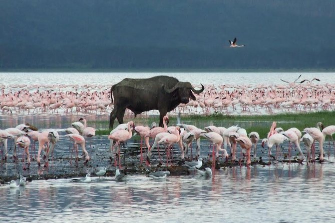 2 Day Tour Lake Nakuru, Hell S Gate & Lake Naivasha From Nairobi - Tour Highlights and Reviews