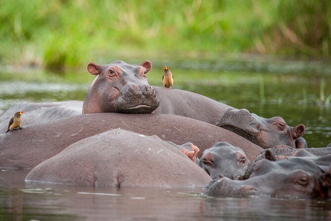 2 Days Budget Safari to Murchison Falls National Park - Pricing and Booking