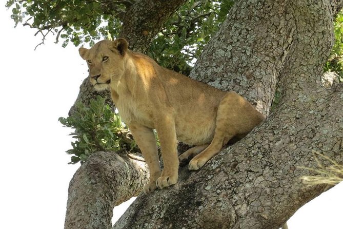 2 Days Popular Safari to Lake Mburo National Park - Preparing for the Safari