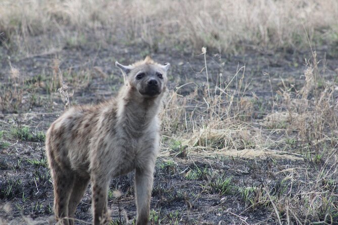 2 Days Private Camping Safari - Highlights of the Safari