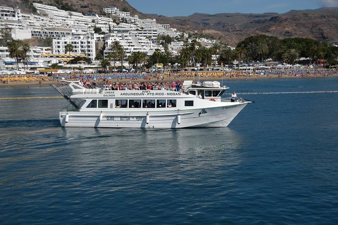 2-Hour Dolphin and Whale Watching in Gran Canaria - Accessibility and Transportation