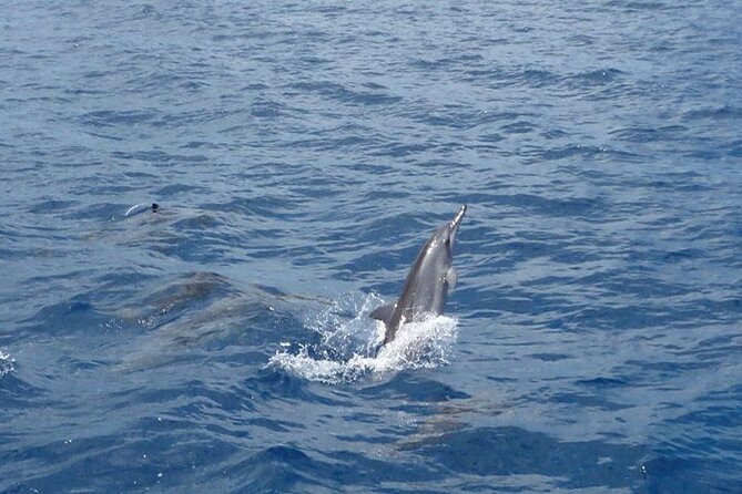 2-Hour Dolphin Excursion in Mauritius - Cancellation Policy