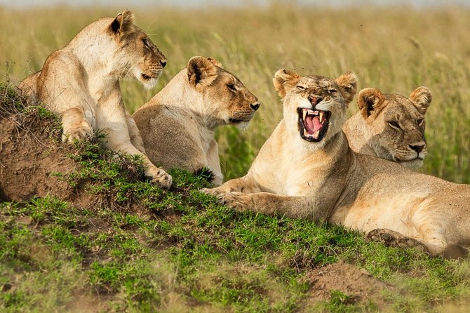 4-Days Adventure Camping Safari to Tarangire, Serengeti & Ngorongoro - Booking Information