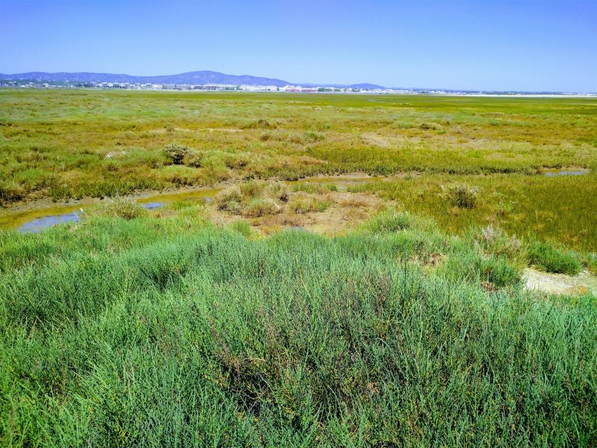 4 Hour Classic Boat Cruise, Ria Formosa Natural Park, Olhão. - Wildlife and Nature