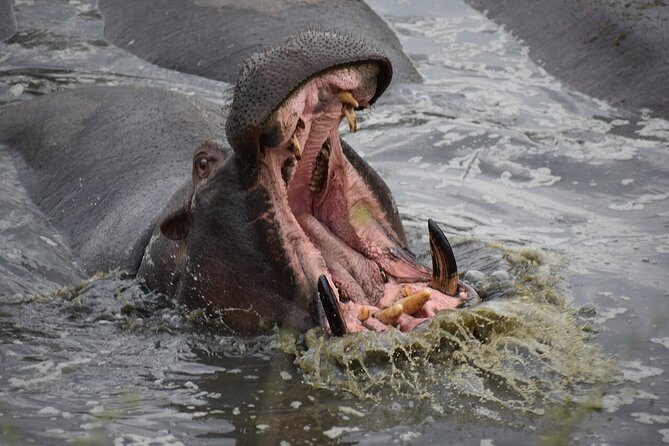 5-Day Highlights Mid-Range Crater, Serengeti, Tarangire - Traveler Information