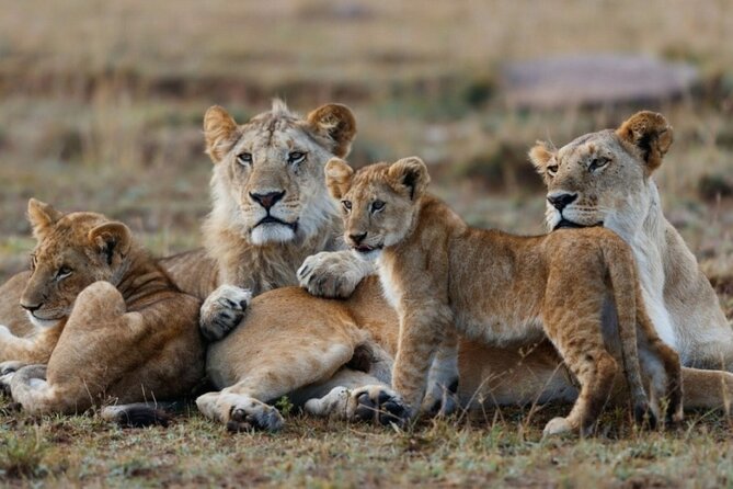 5-Day Masai Mara Lake Nakuru and Naivasha Small-group Safari Tour - Accommodation and Meals