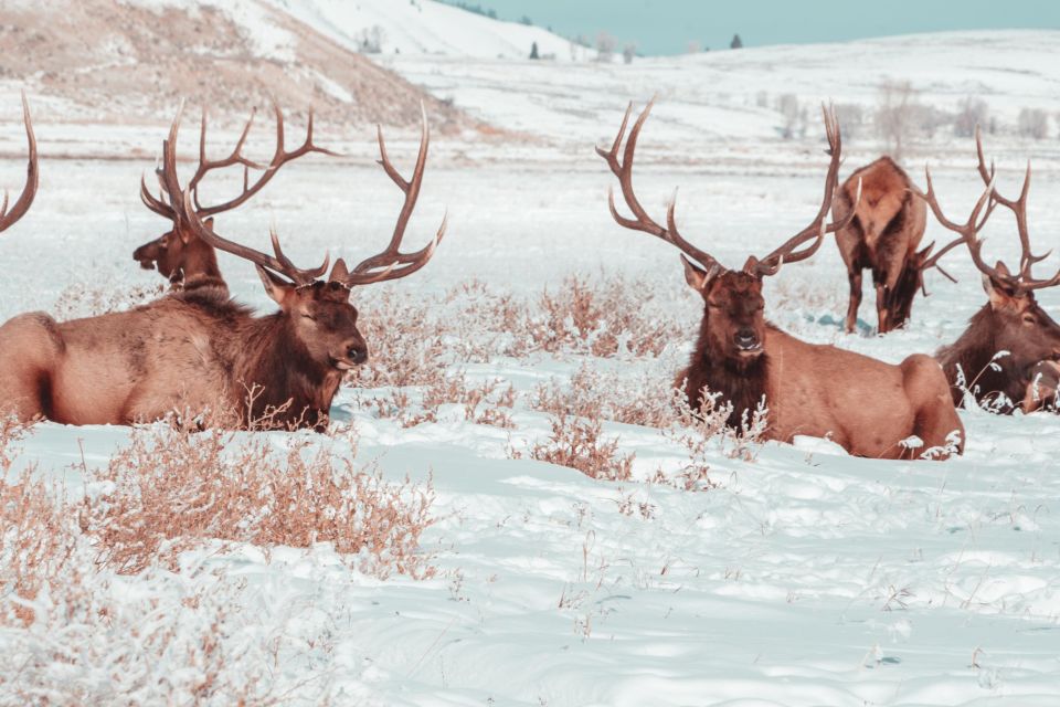 5-Day Winter Yellowstone Wildlife Tour - Accommodation and Meals