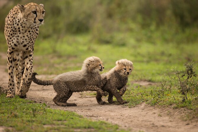 6 Day Private Classic Drive Safari Ngorongoro and Serengeti - Tour Details and Confirmation