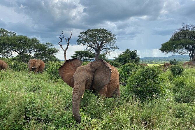 8 Days Great Wildebeest Calving Migration Safari From Arusha - Logistics and Review Highlights