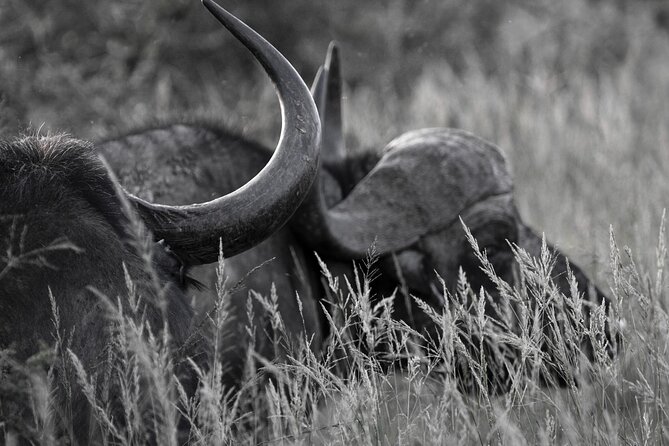 Addo Elephant Full Day Safari With a Traditional South African Braai (Bbq) Lunch - Customer Testimonials and Awards