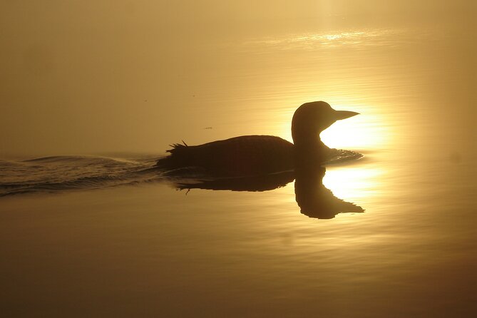 Algonquin Park 4-Day Luxury Moose/Beaver/Turtle Camping & Canoeing Adventure - Delectable Meals Amidst Nature