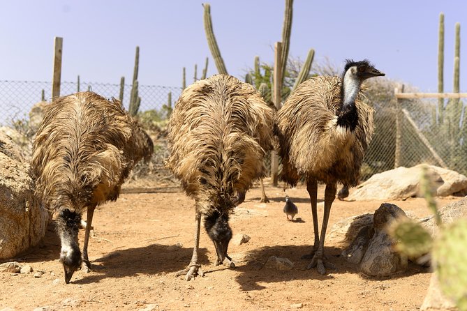 Aruba Ostrich Farm Tour With Lunch - Young Ostriches and Emus