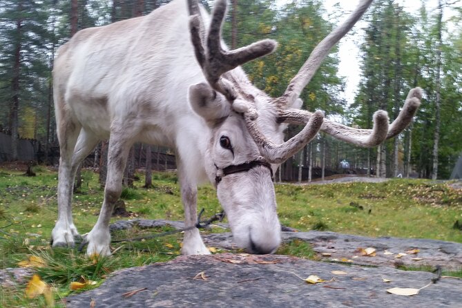 Authentic Reindeer Farm Experience in Rovaniemi - Accessibility and Public Transportation