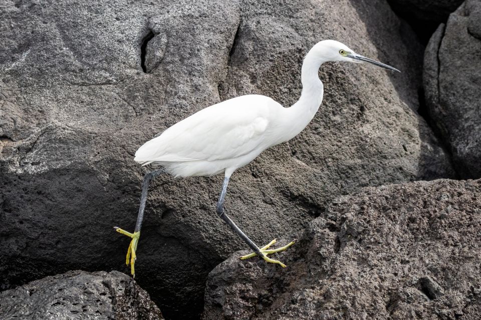 Azores Marine Birdwatching Expedition - Booking and Cancellation