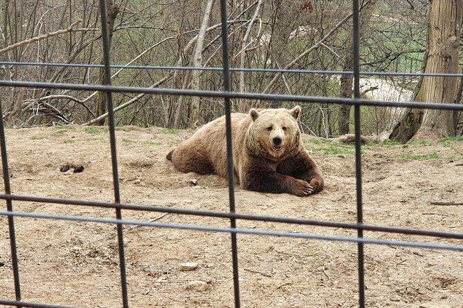 Bears Sanctuary, Draculas Castle, Brasov Day Trip Private Tour From Bucharest - Booking and Cancellation