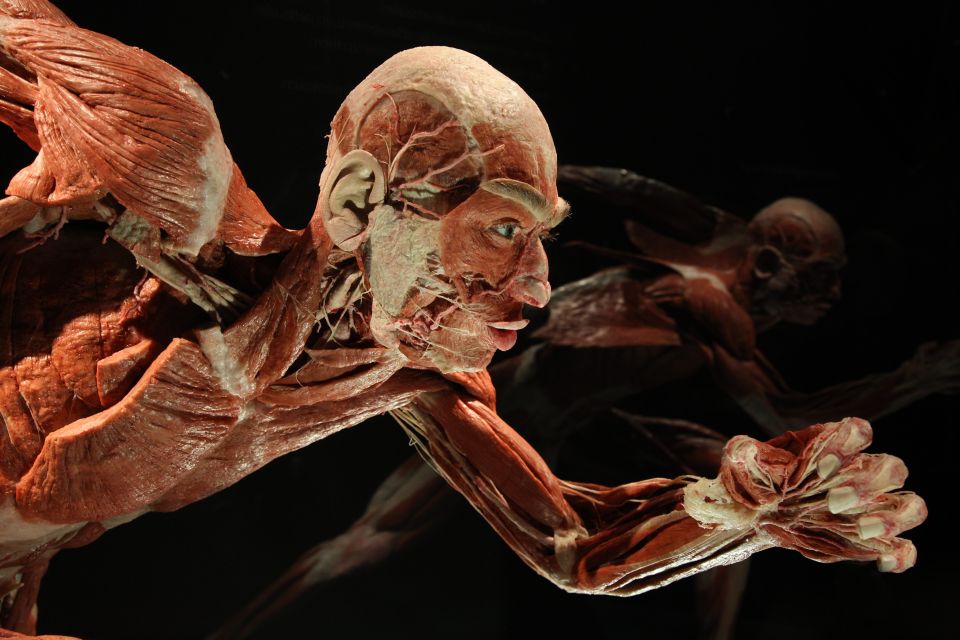 Berlin: Tickets for the BODY WORLDS Museum in Berlin - Ticket Pricing and Reservations