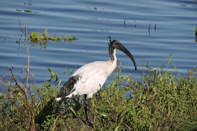 Birdwatching in Cape Town - Specialist Guides Expertise