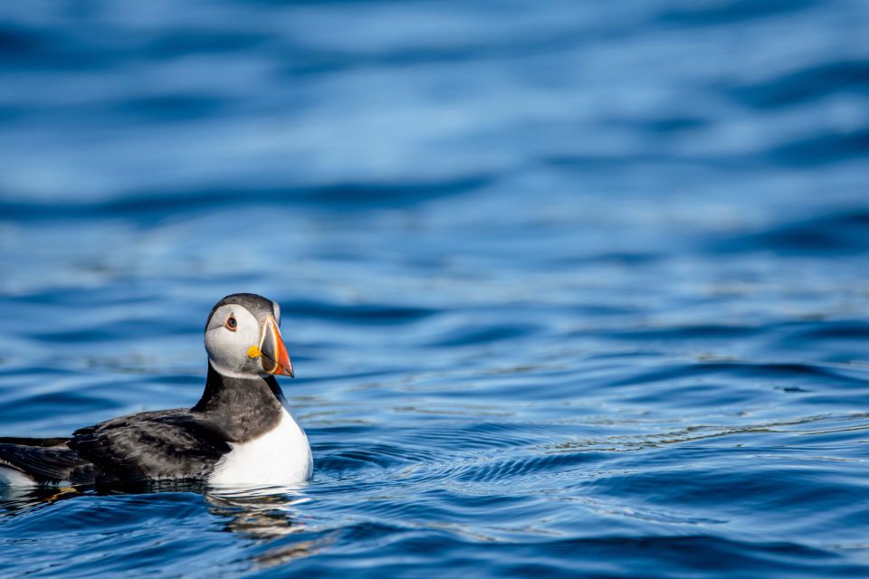 Bleik: Whale Watching by Speedboat With Puffins and Muffins - Enjoying Tea, Coffee, and Muffins