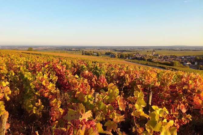 Burgundy Grand Crus Route Day Tour - 12 Wines Tastings in Domains - Educational Wine Tasting