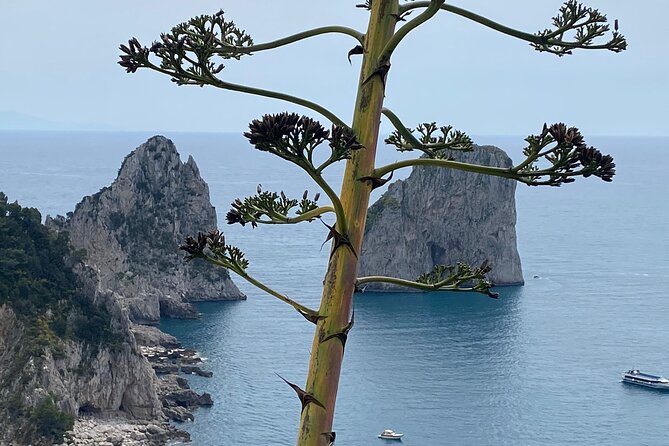 Capri Private Day Tour With Private Island Boat Tour From Rome - Island Exploration Activities