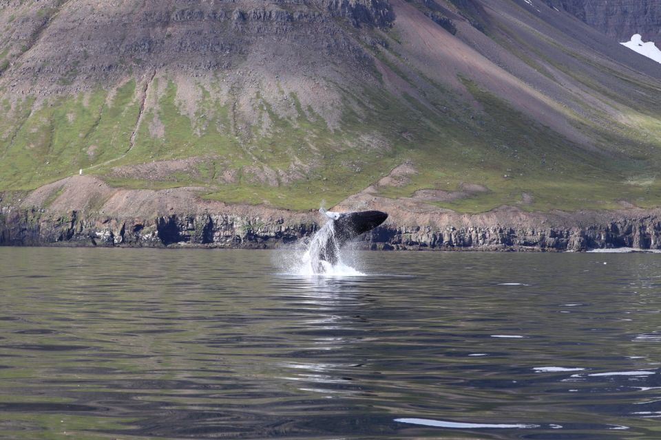 Dalvík: Whale Watching Speedboat Tour - What to Bring