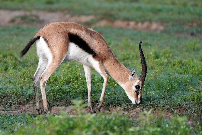 Day Tour To Lake Nakuru Park With Optional Boat Ride on Lake Naivasha - Cancellation Policy