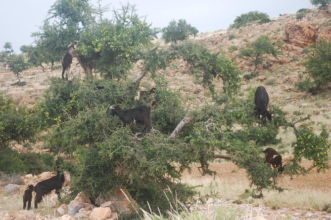 Day Trip From Marrakech to Essaouira - Argan Oil Experience