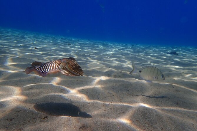 Discover Scuba Diving in Lanzarote (Costa Teguise) - Dive Duration and Depth