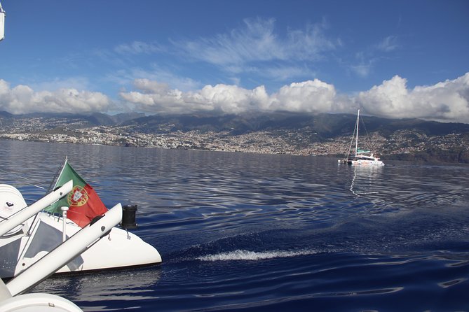 Dolphin and Whale Watching Catamaran Cruise From Funchal - Transportation and Accessibility