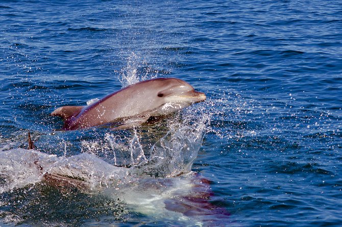 Dolphin Search - Dolphin Quest - Group Size